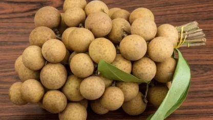 cây giống nhãn hồng phúc