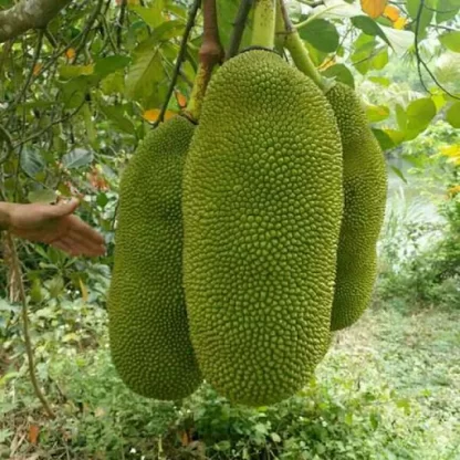 cây giống mít