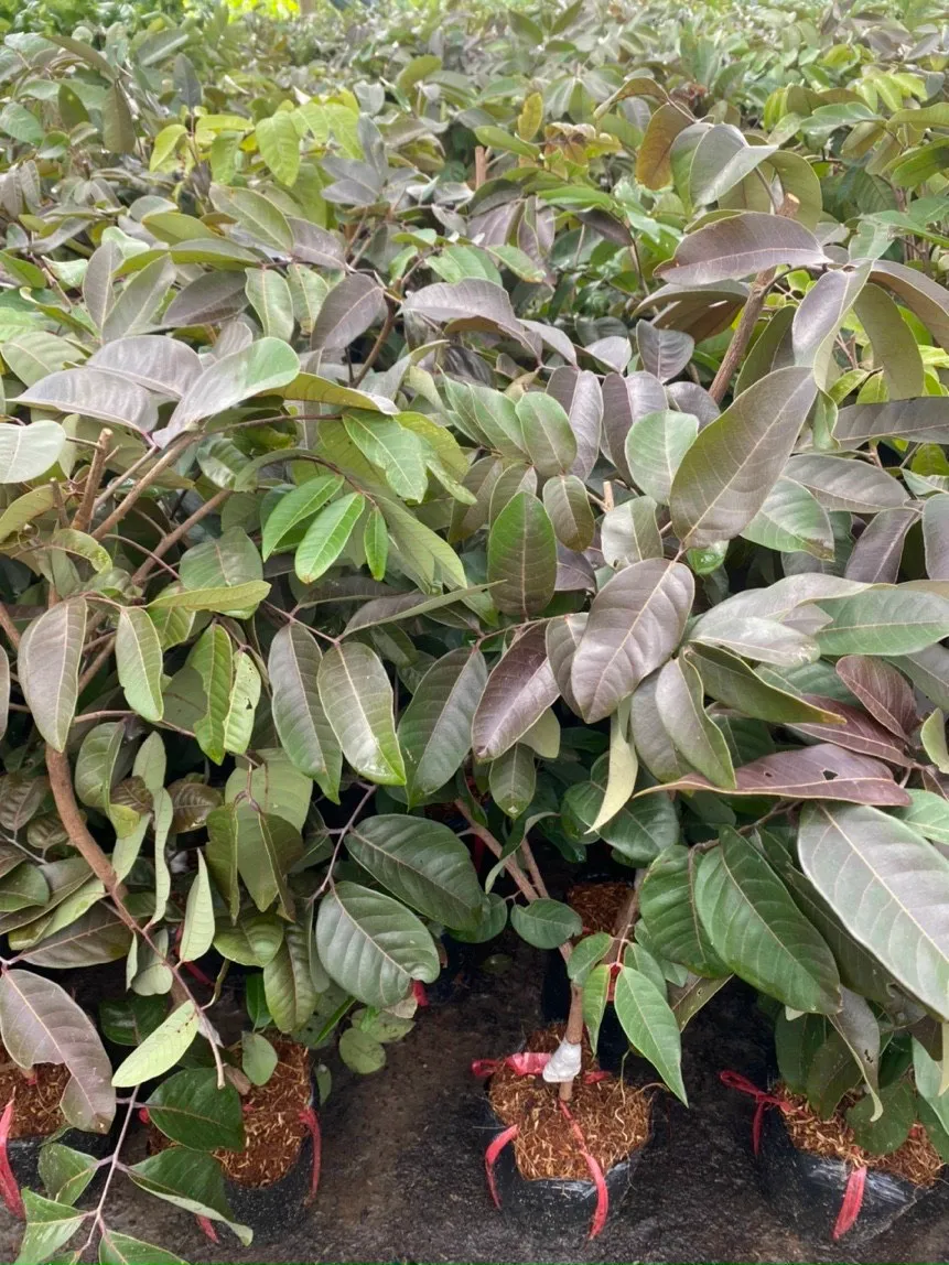cây giống Nhãn Xuồng Tím