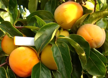 Cây giống hồng nhân hậu