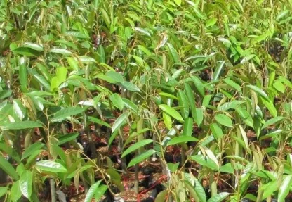 Cây giống Sầu riêng chuồng bò
