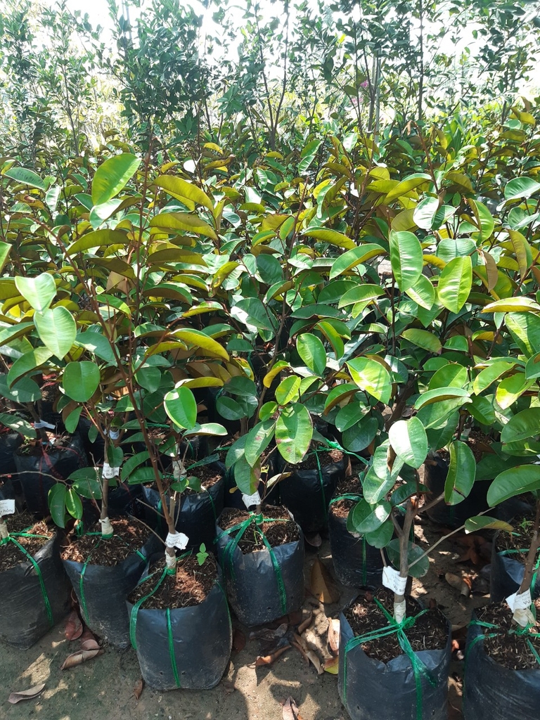 Cây giống Vú sữa Bơ hồng
