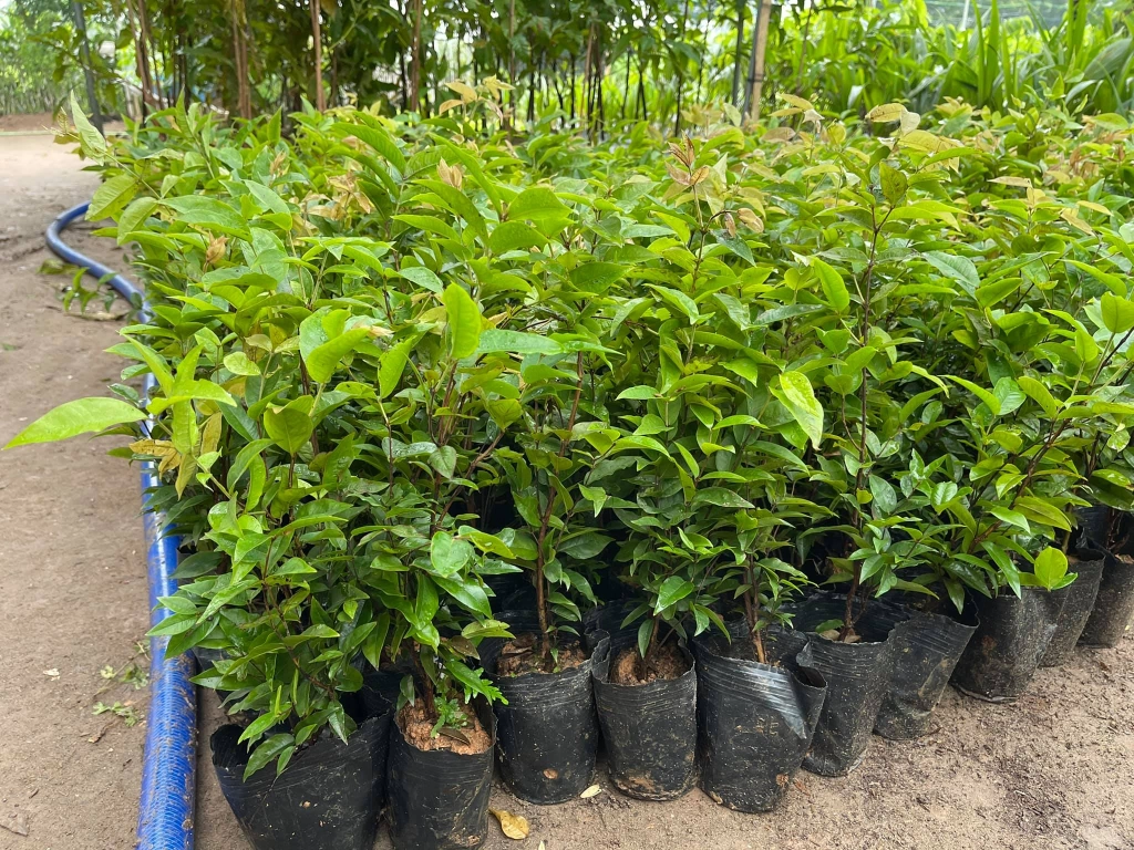 cây giống nho thân gỗ