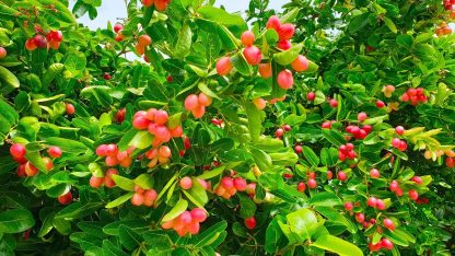 Cây giống Si rô