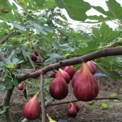 Cây giống Sung Mỹ