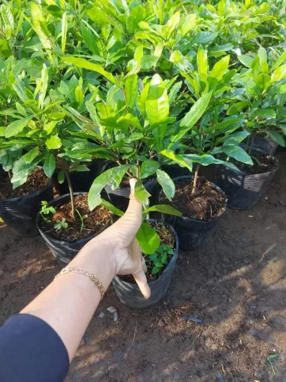 Cây giống Thần kỳ