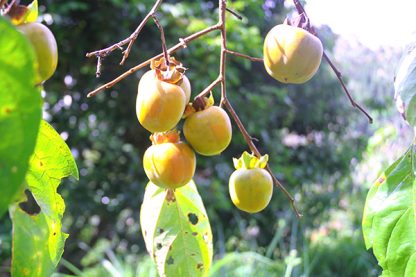 Cây giống hồng không hạt bảo lâm