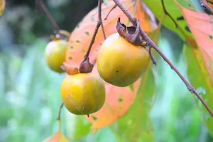 Cây giống hồng không hạt bảo lâm