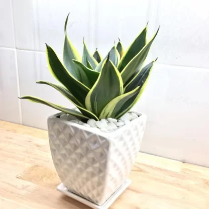 Lưỡi hổ