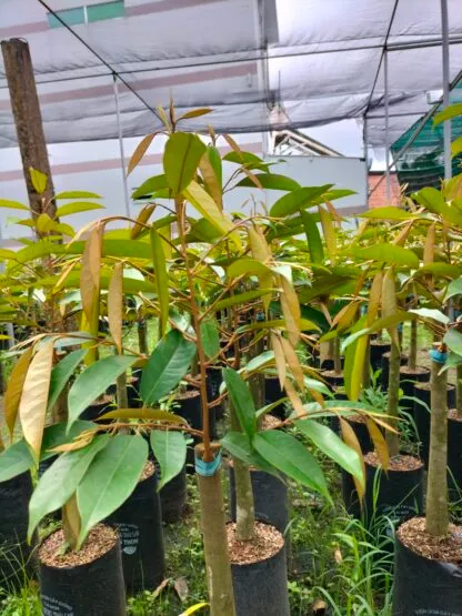 Cây giống Sầu riêng Black Thorn