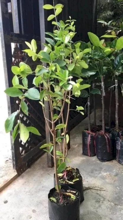 Cây giống Sơ ri