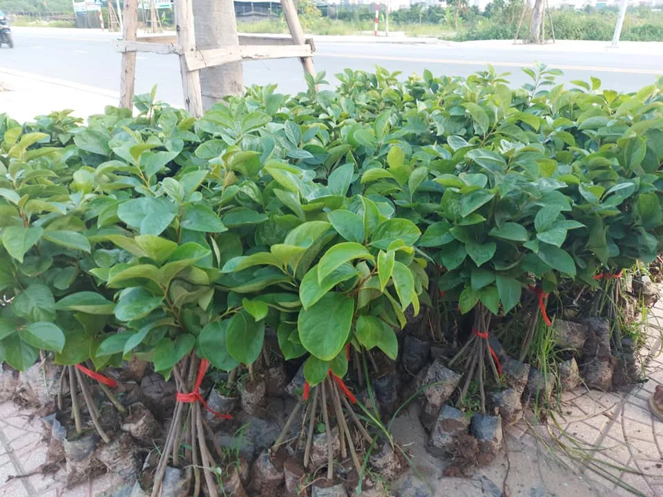 Cây giống hồng vuông fudu mc1