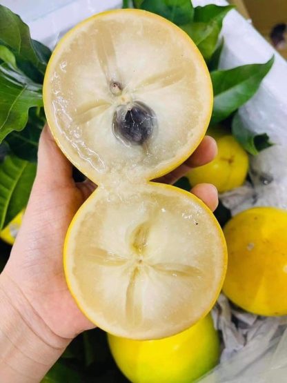 Cây giống Vú sữa hoàng kim