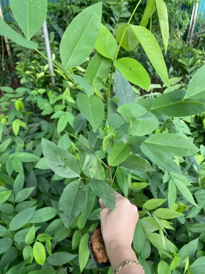 Cây Muồng Hoàng Yến