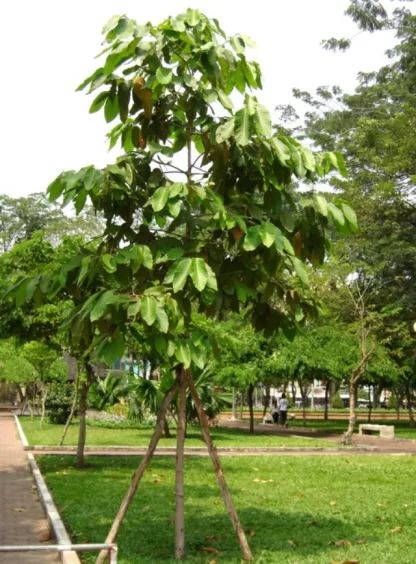 Cây Dầu