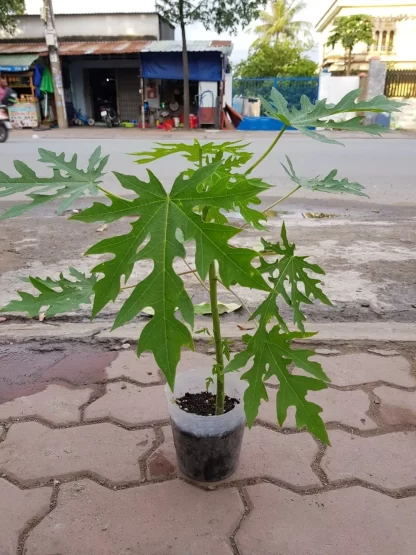 Cây giống Đủ đủ vỏ vàng