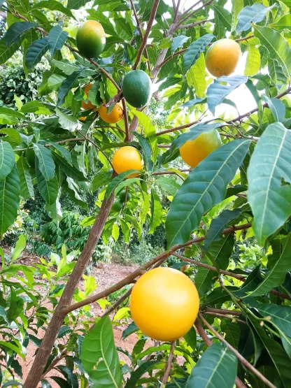 Cây giống Vú sữa hoàng kim