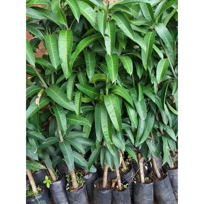 Cây giống Xoài Cát Chu