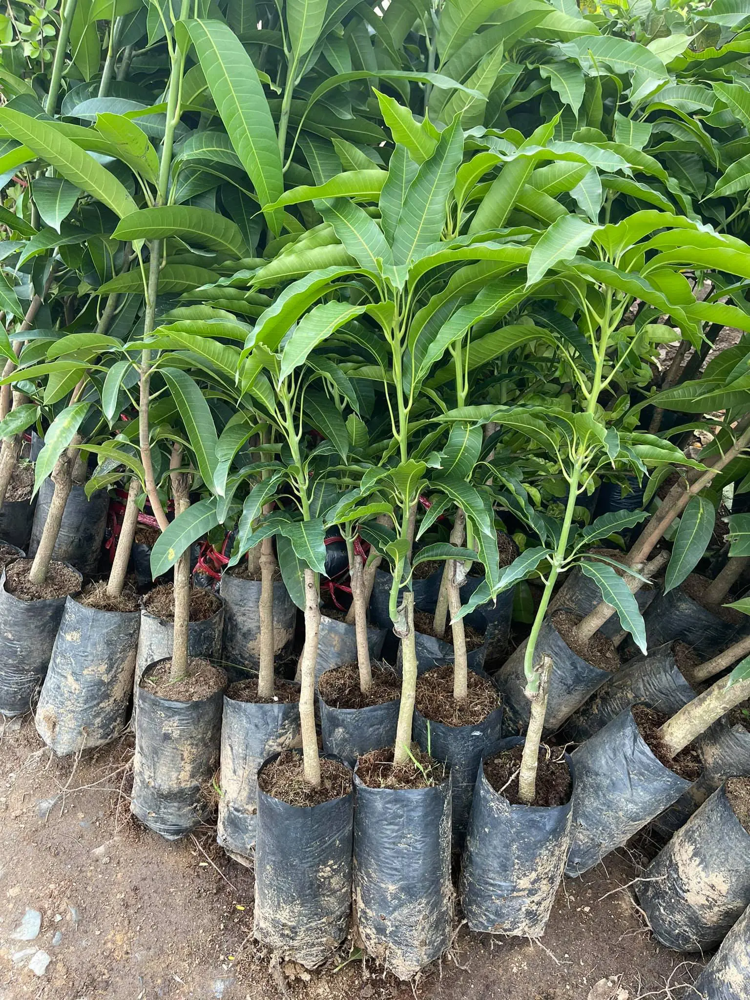 Cây giống Xoài Thái