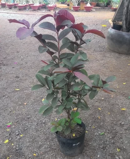 cây giống ổi tím