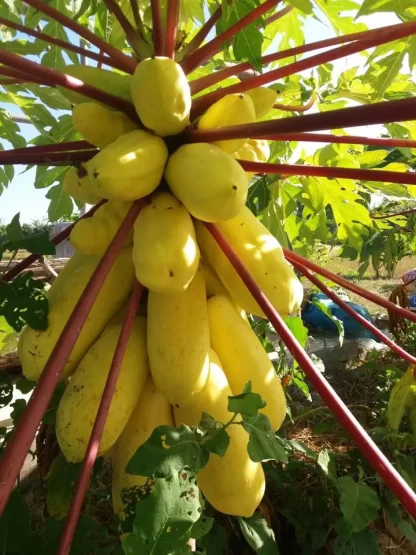 Cây giống Đủ đủ vỏ vàng