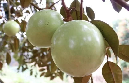 Cây giống Vú sữa Lò Rèn