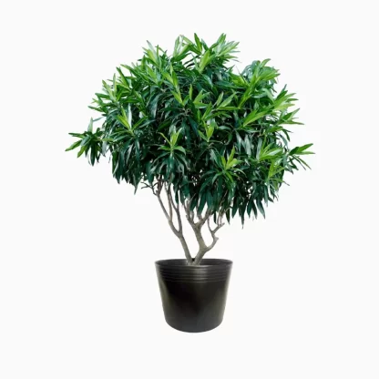 Trúc Bách Hợp