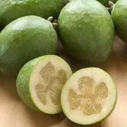 cây giống ổi dứa