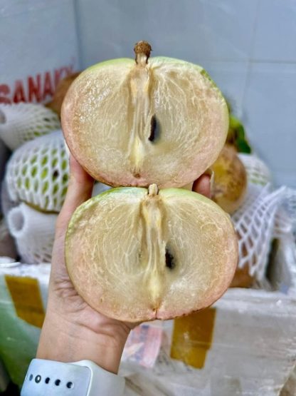 Cây giống Vú sữa Bơ hồng