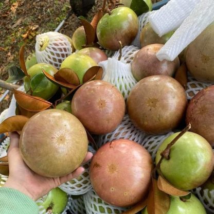 Cây giống Vú sữa Bơ hồng