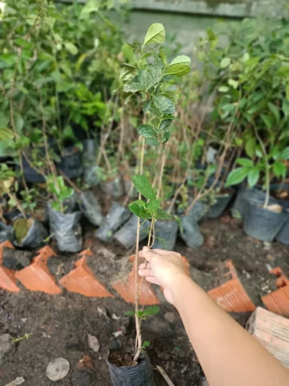 cây giống ổi dứa