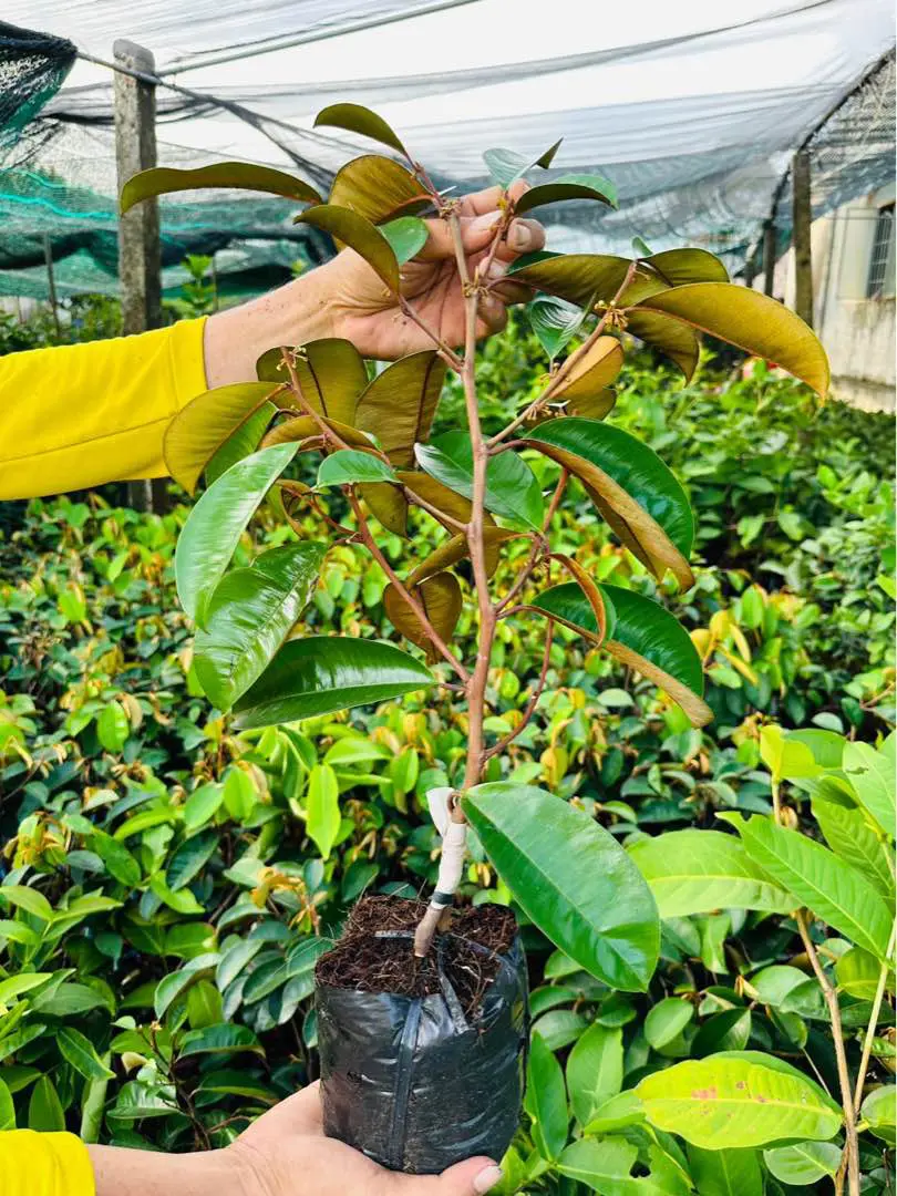 Cây giống Vú sữa Mica
