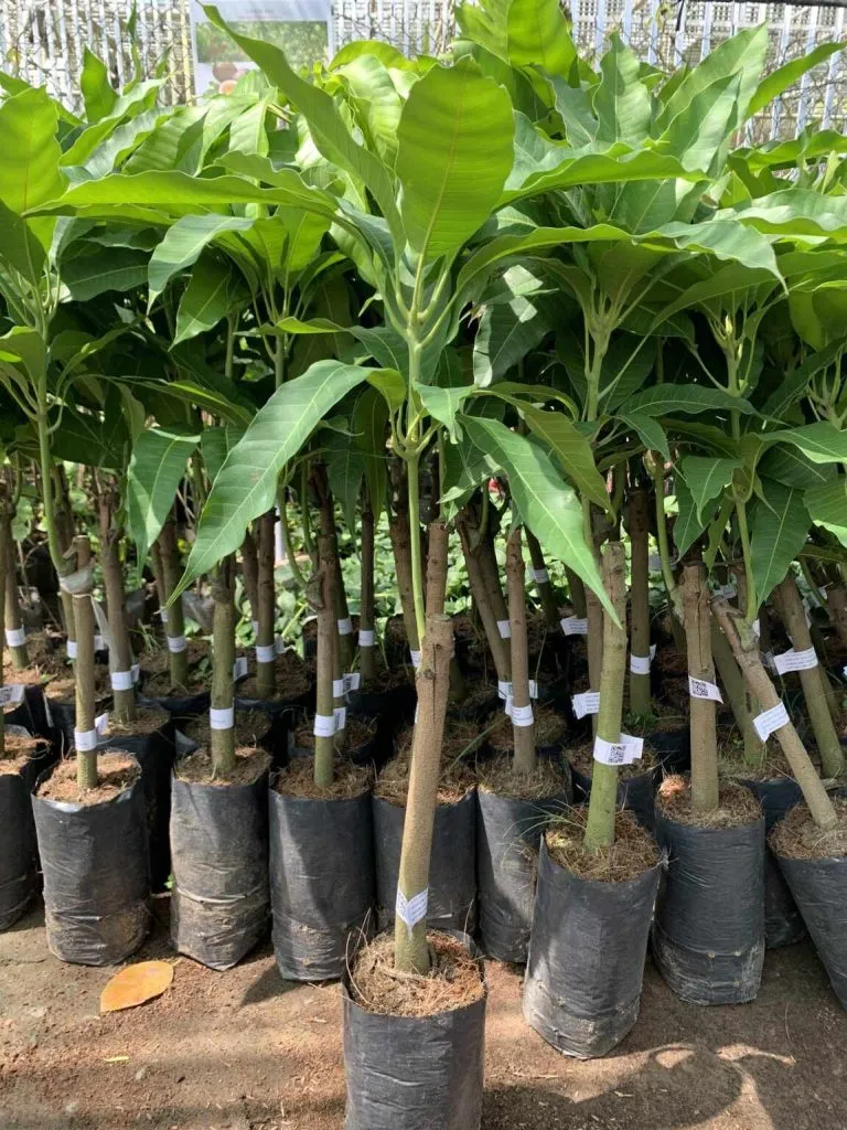 Cây giống Xoài Cát Chu