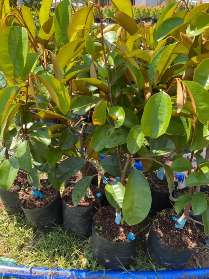 Cây giống Vú sữa Mica