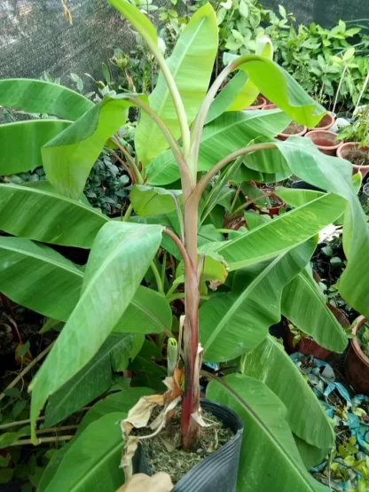 Cây giống Chuối đỏ Đắc Ca