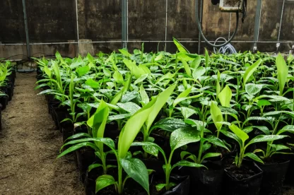 Cây giống Chuối Tiêu Hồng