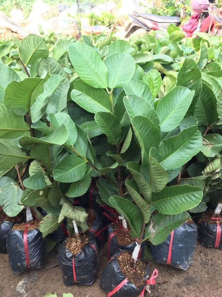 cây giống ổi ruột đỏ