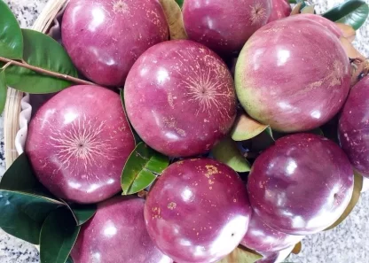 Cây giống Vú sữa Mica