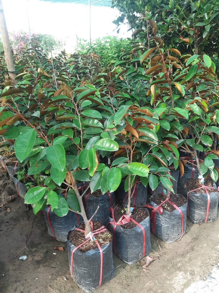 Cây giống Vú sữa Lò Rèn
