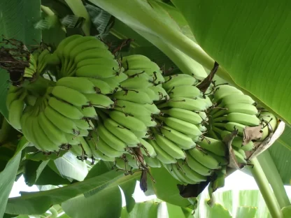 Cây giống Chuối Thái