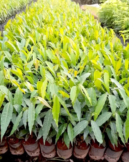 cây hoàng nam