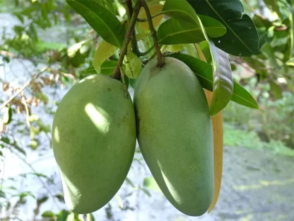 Cây giống Xoài Thái
