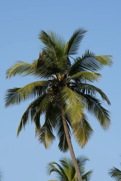 Cây Dừa