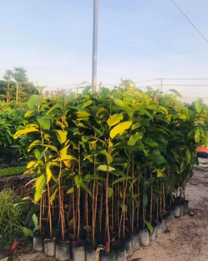 Cây Dầu