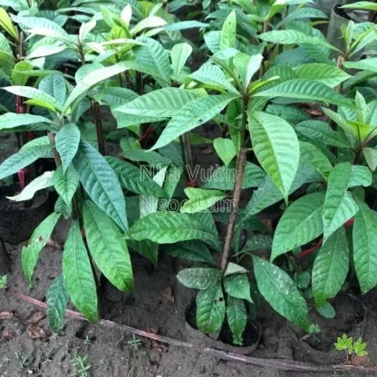 Cây giống Hồng Xiêm ruột đỏ