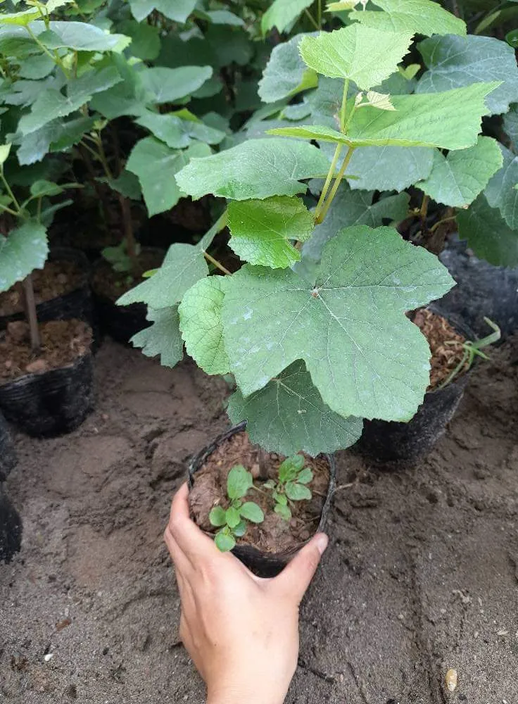 cây giống nho hạ đen