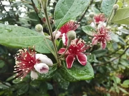 cây giống ổi dứa