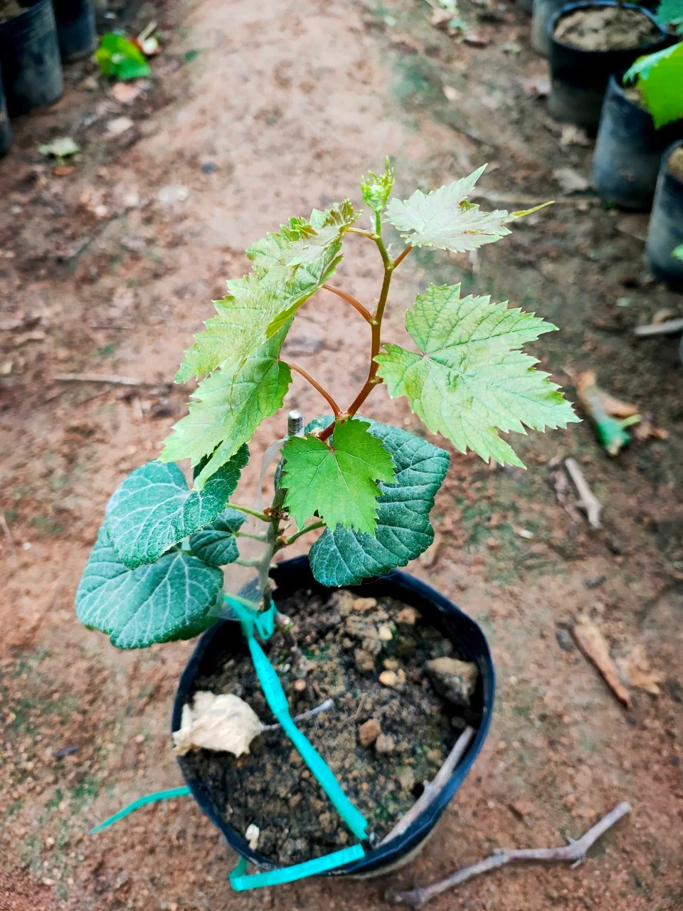 Cây giống nho ngón tay