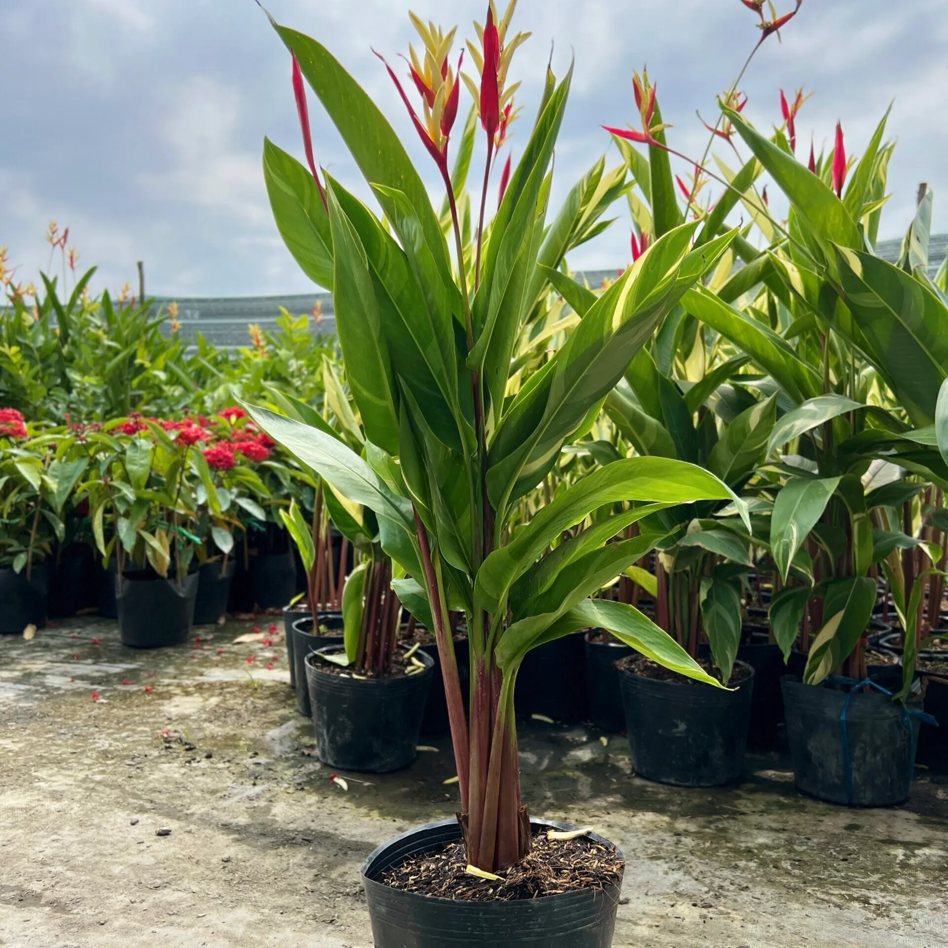 Cây giống Chuối Cẩm Thạch