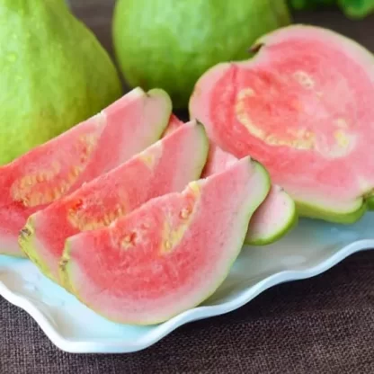 cây giống ổi ruột đỏ